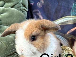Dwarf Lop rabbits Super cute and cuddly dwarf lops (vaccinated) - Advert 1