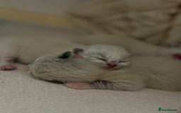Ragdoll cats for sale: Beautiful Ragdoll kittens - Image 1