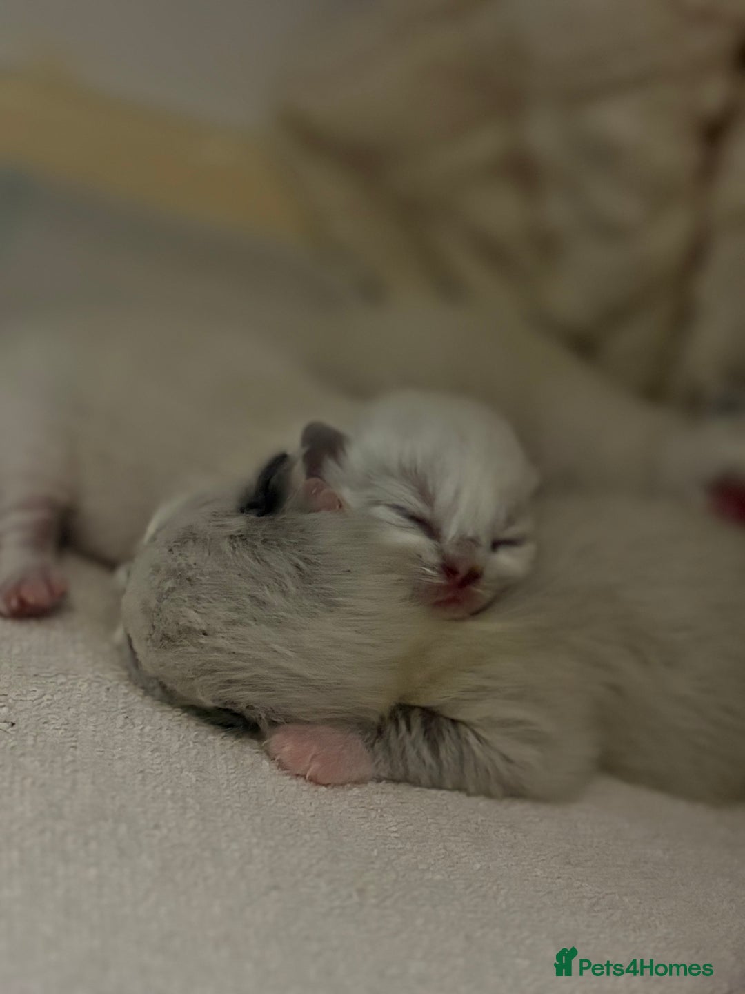 Ragdoll cats for sale: Beautiful Ragdoll kittens - Image 1
