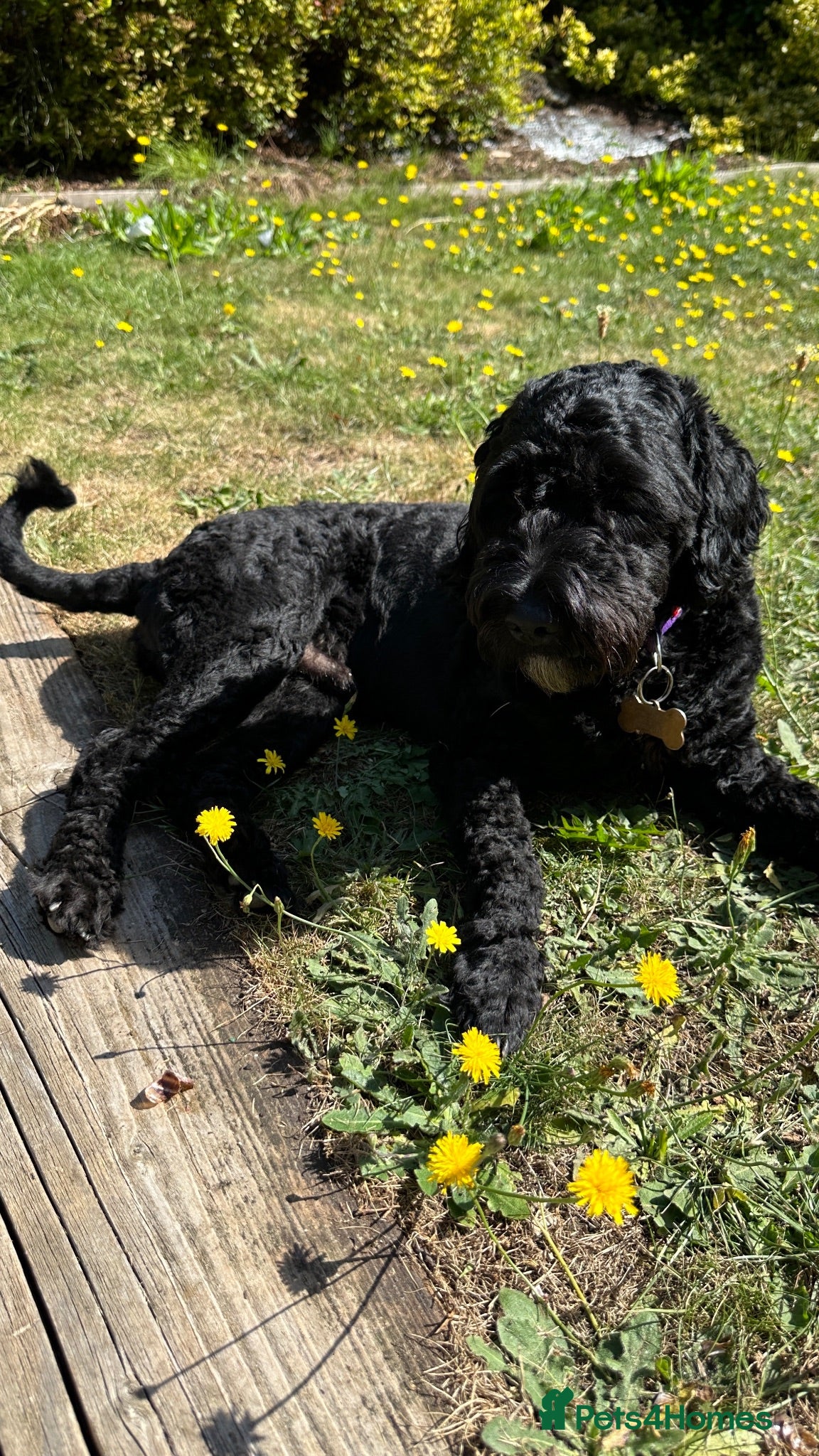 Cockapoo dogs Marley 3 year old male cockapoo  - Advert 2