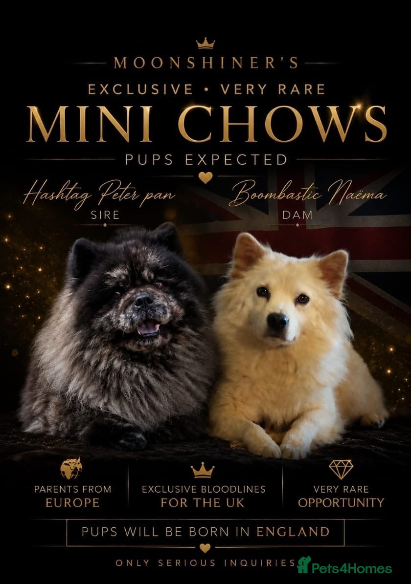 Mixed Breed dogs MINI BEARS, mini chow chows!  - Advert 1