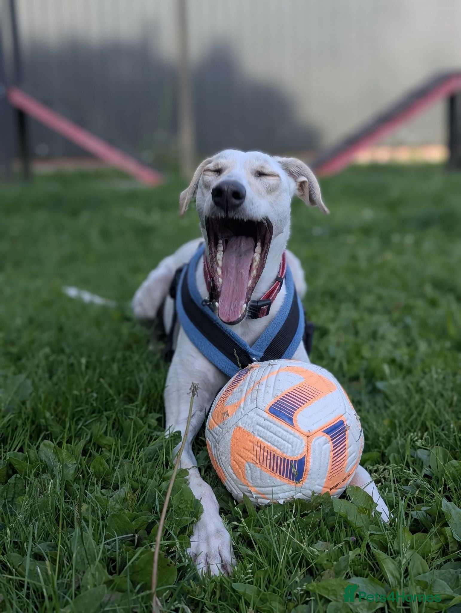 Lurcher dogs Pirelli - Advert 3