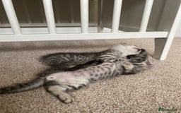 Mixed Breed cats for sale: Ragdol x bengal kittens  - Image 6