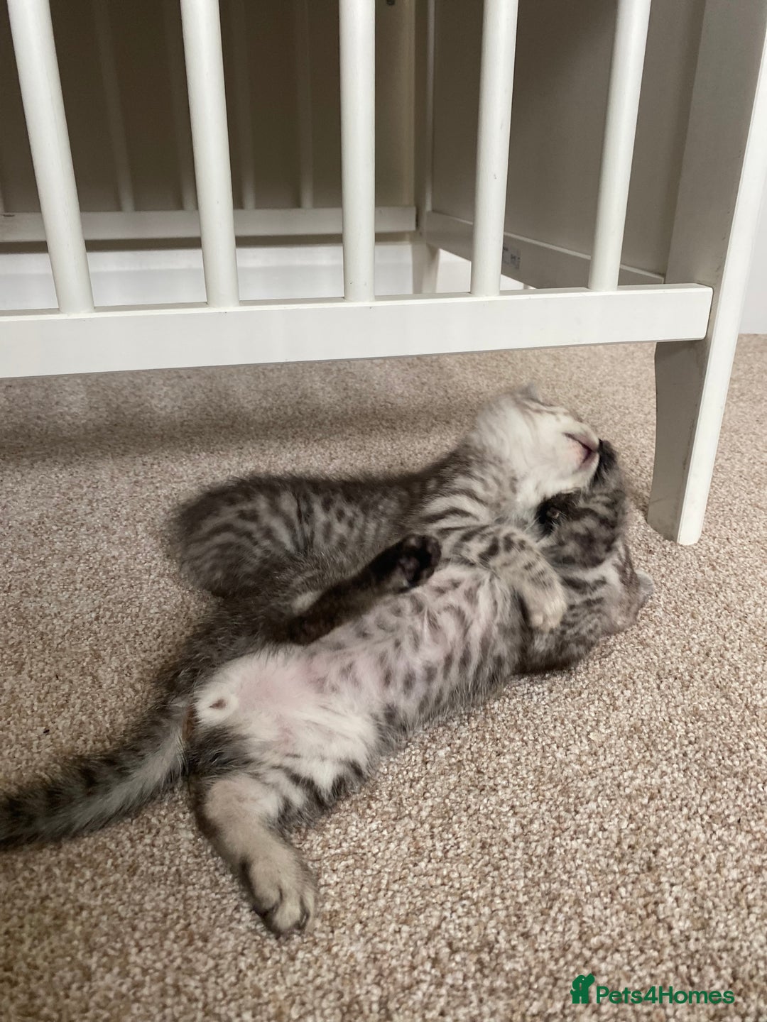 Mixed Breed cats for sale: Ragdol x bengal kittens  - Image 6