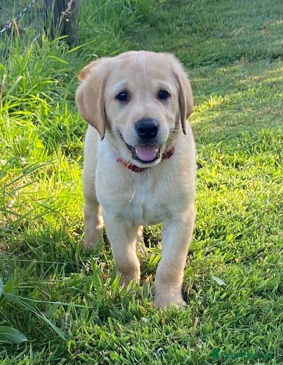 Labrador Retriever dogs KC Registered Labrador Retriever puppies  - Advert 2