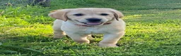 Labrador Retriever dogs for sale: KC Registered Labrador Retriever puppies  - Advert 2