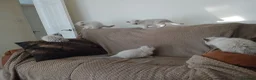 Ragdoll cats for sale: Ragdoll kittens  in Ramsgate - Advert 1