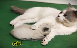 British Shorthair cats for sale: BSH Kittens Ready For New Homes Now - Image 15