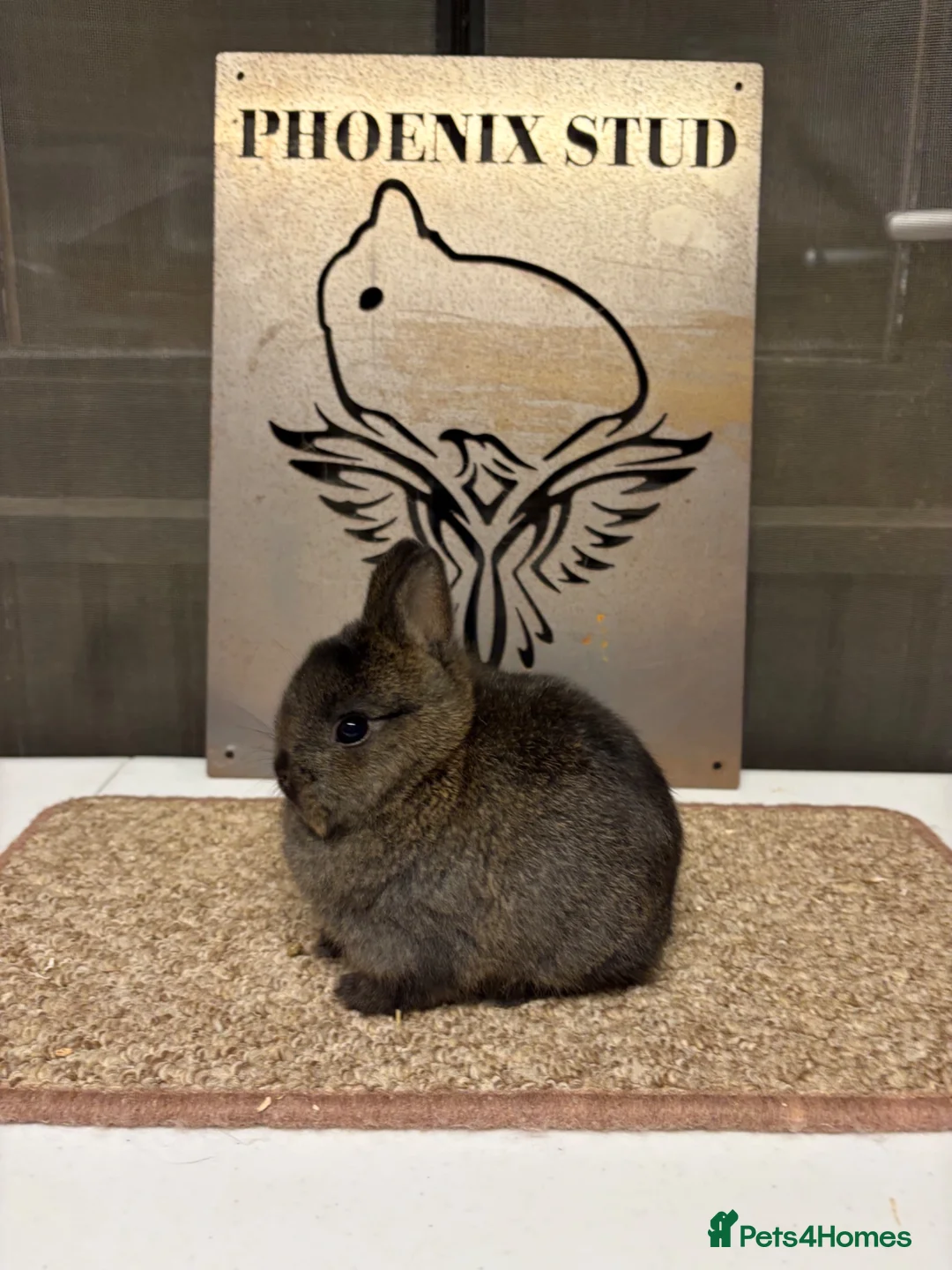 Netherland Dwarf rabbits for sale: Stunning Steel Netherland Dwarfs - Advert 5