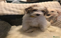 Goldendoodle dogs for sale: Goldendoodle Double Doodle pup ready to go🐾 - Image 8