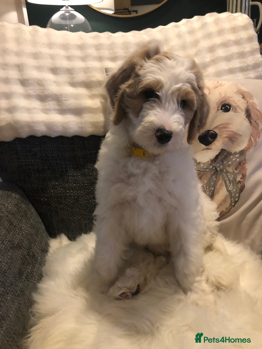 Goldendoodle dogs for sale: Goldendoodle Double Doodle pup ready to go🐾 - Image 8