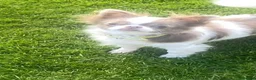 Chihuahua dogs for sale: Stunning Thai lines chocolate male  - Advert 5