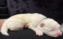 Samoyed dogs for sale: KC reg. Samoyed puppies with champ bloodline  - Advert 19