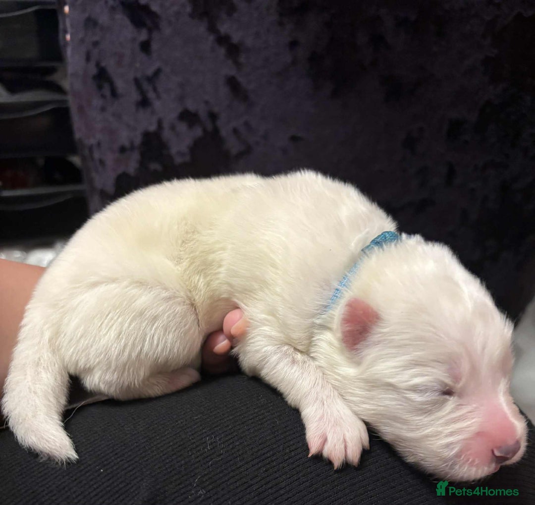 Samoyed dogs for sale: KC reg. Samoyed puppies with champ bloodline  - Advert 19