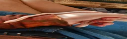 Corn Snake reptiles for sale: Snow tessere corn snake  - Advert 3