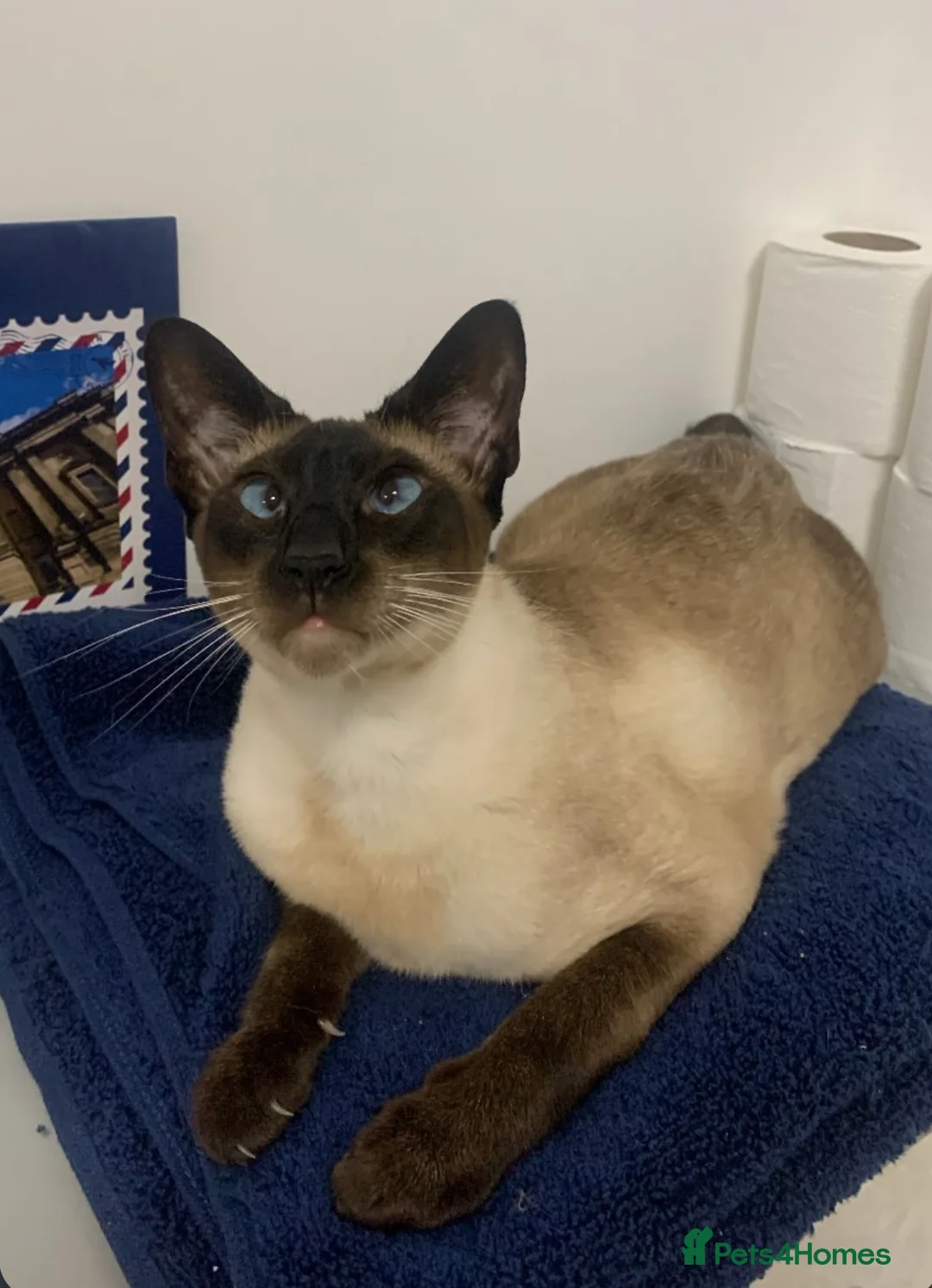 Mixed Breed cats for sale: Cosmo and Sakura looking for a good home  - Advert 2