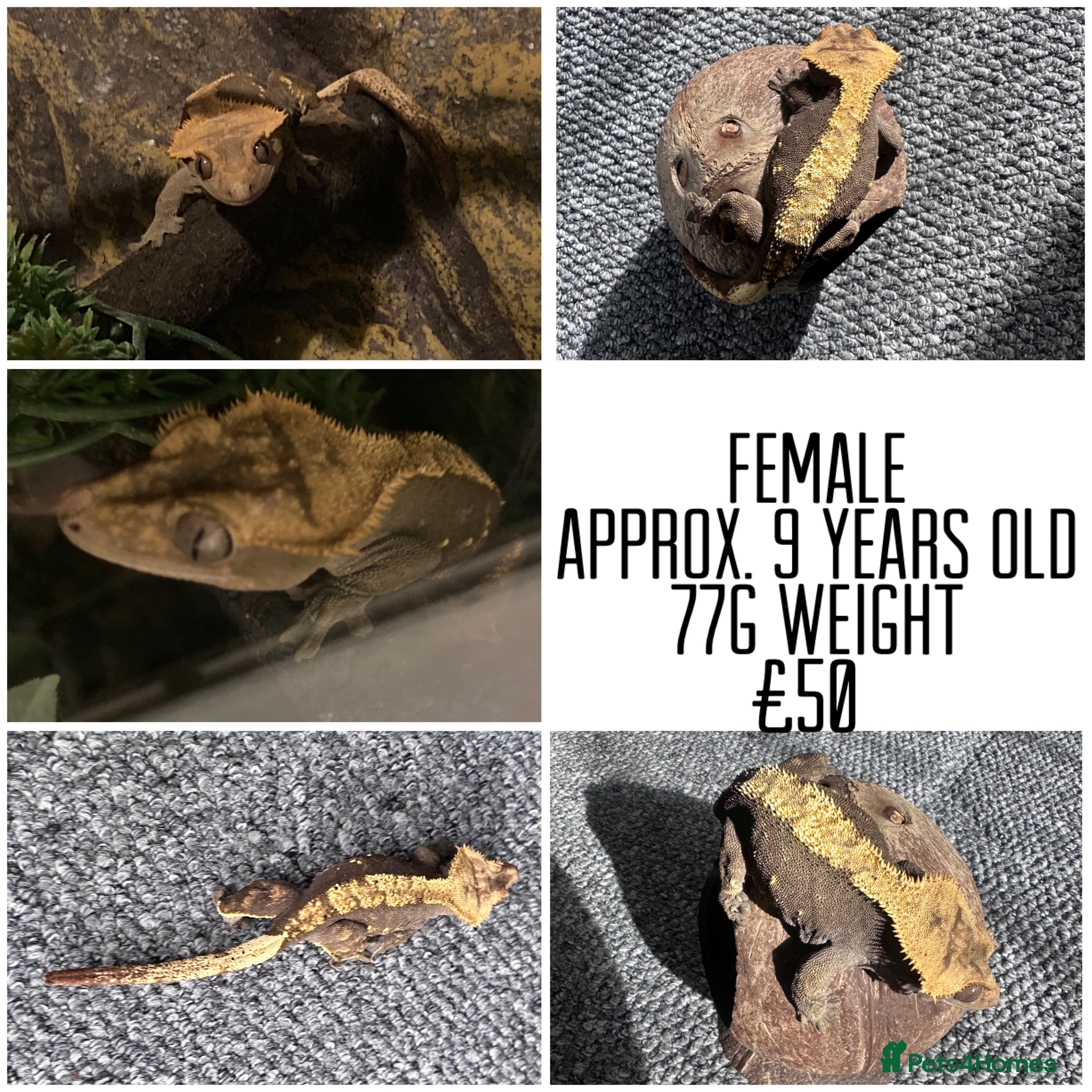 Gecko reptiles Various Crested Geckos For Sale.  - Advert 18