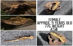 Gecko reptiles for sale: Various Crested Geckos For Sale.  - Image 1