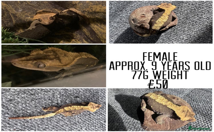 Gecko reptiles - Advert 1