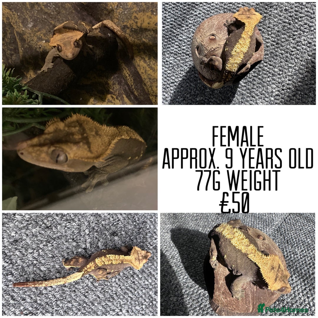 Gecko reptiles for sale: Various Crested Geckos For Sale.  - Image 1