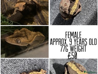 Gecko reptiles for sale - Advert 1