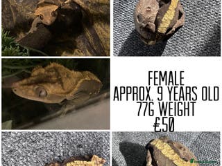 Gecko reptiles Various Crested Geckos For Sale. - Advert 11