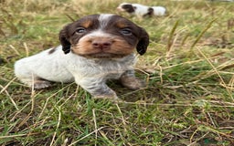 Cocker Spaniel dogs for sale: Extensively Health Tested KC Registered  - Image 7