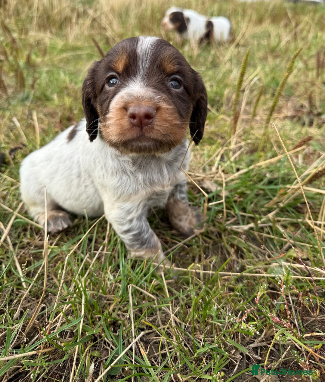 Cocker Spaniel dogs for sale: Extensively Health Tested KC Registered  - Image 7