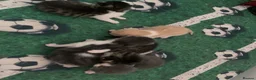 Mixed Breed cats for sale: 5 kitten in Preston - Advert 3