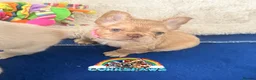 French Bulldog dogs for sale: Last adorable female cream Fluffy French Bulldogs  - Advert 24