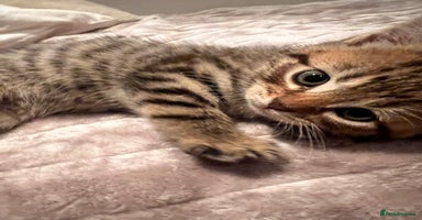 Mixed Breed cats 7 Kittens looking to move into forever home - Advert 6