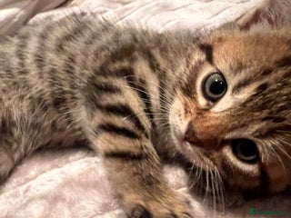 Mixed Breed cats 7 Kittens looking to move into forever home - Advert 18