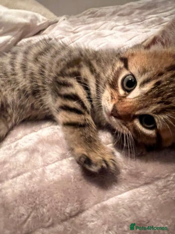 Mixed Breed cats - Advert 14