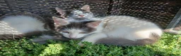 British Longhair cats for sale: 2 fluffy male kittens - Advert 1