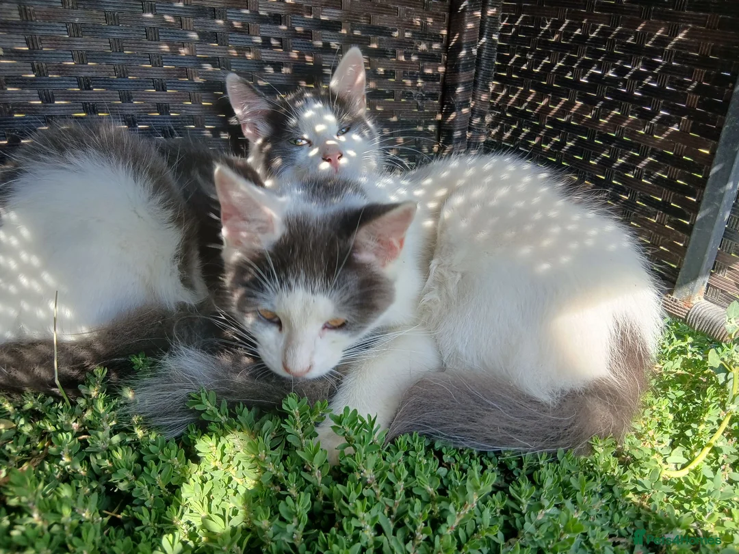 British Longhair cats for sale: 2 fluffy male kittens - Advert 1