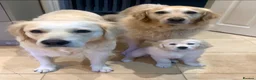 Golden Retriever dogs for sale: Exceptional Golden retriever litter - Advert 12