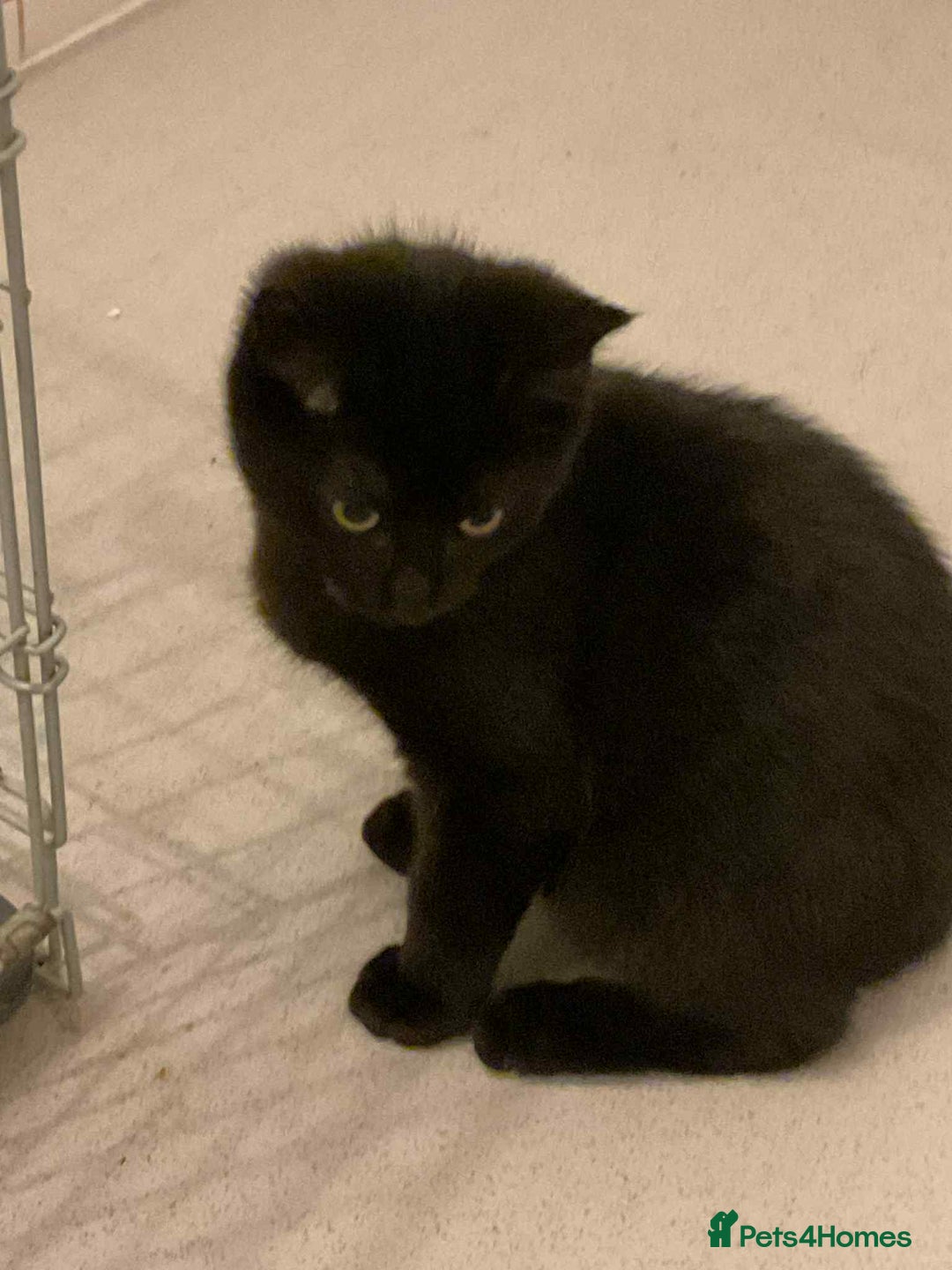 Maine Coon cats for sale: Maine coon kittens  - Advert 4