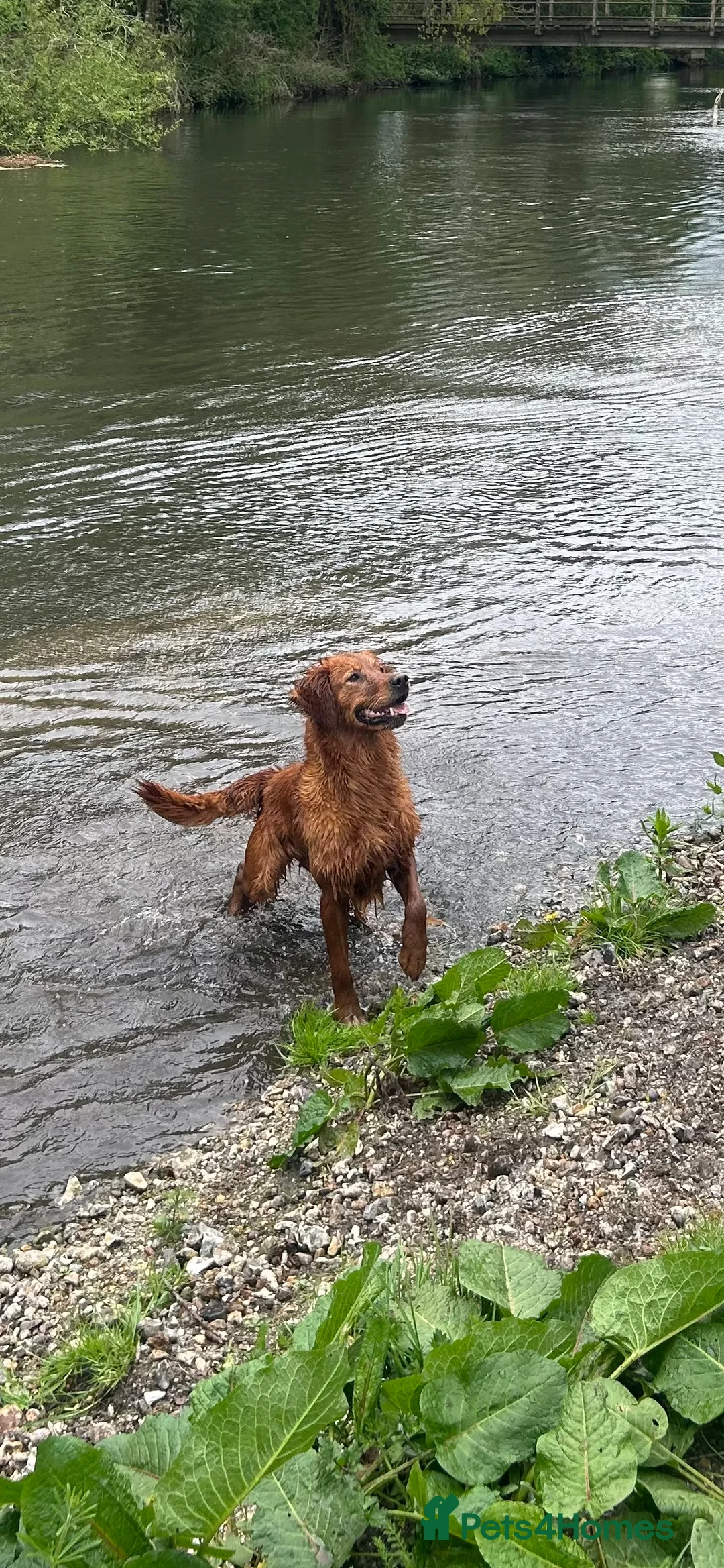 Golden Retriever dogs for sale: Stunning Dark Red Retreiver Pups  - Advert 2