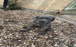 Cane Corso dogs for sale: Cane Corso puppies 9 week old 🫶❤️🫶 - Image 10