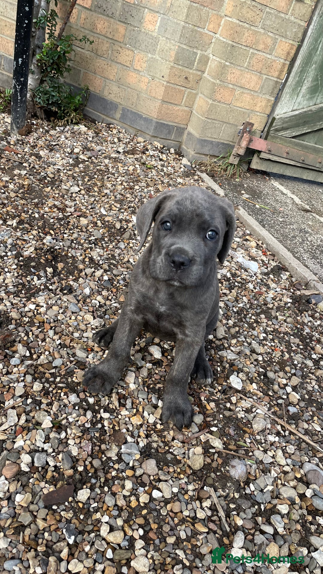 Cane Corso dogs for sale: Cane Corso puppies 9 week old 🫶❤️🫶 - Image 10