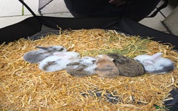Mini Lop rabbits for sale: 🐰 Mini Lop Bunnies Looking for Forever Homes! 🏡 - Image 2