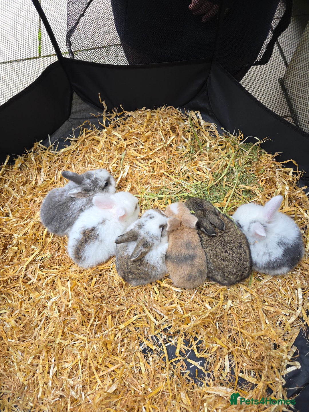 Mini Lop rabbits for sale: 🐰 Mini Lop Bunnies Looking for Forever Homes! 🏡 - Image 2