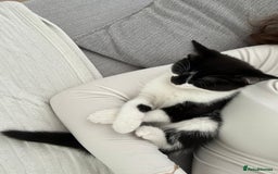 Manx cats for sale: Gorgeous girl kitten - Image 4