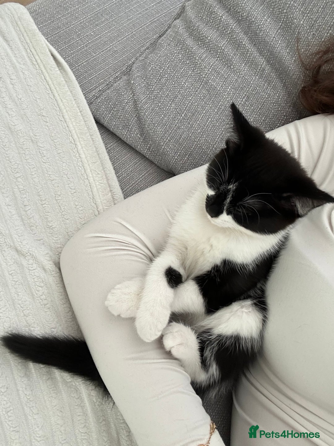Manx cats for sale: Gorgeous girl kitten - Image 4