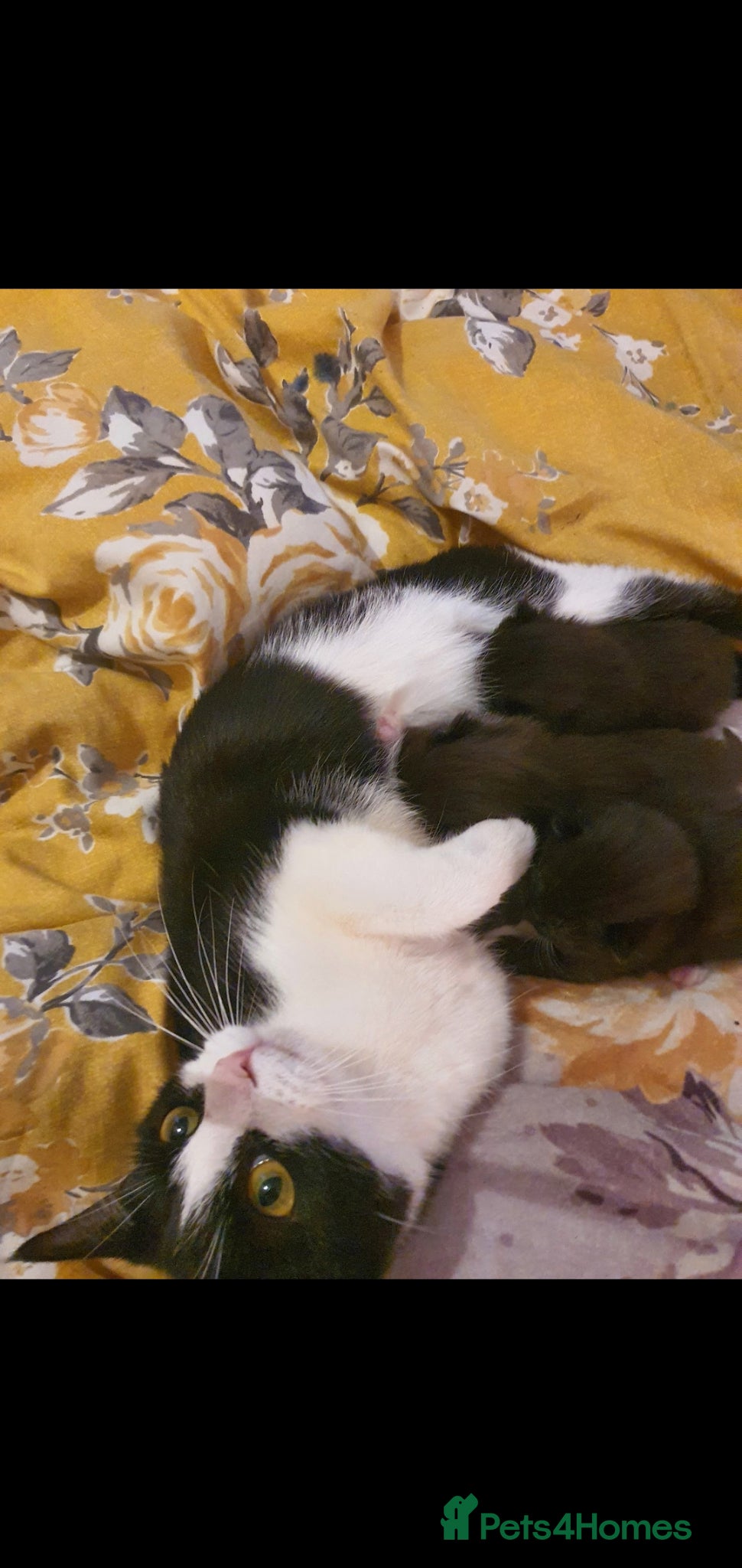 Mixed Breed cats Kittens - Advert 4