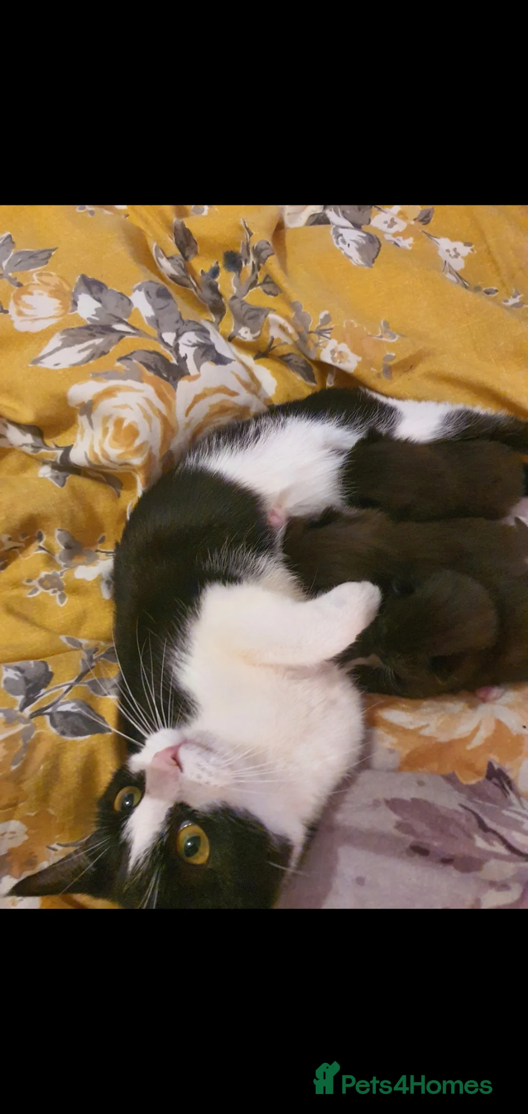 Mixed Breed cats for sale: Kittens - Advert 1