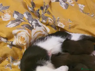 Mixed Breed cats Kittens - Advert 4