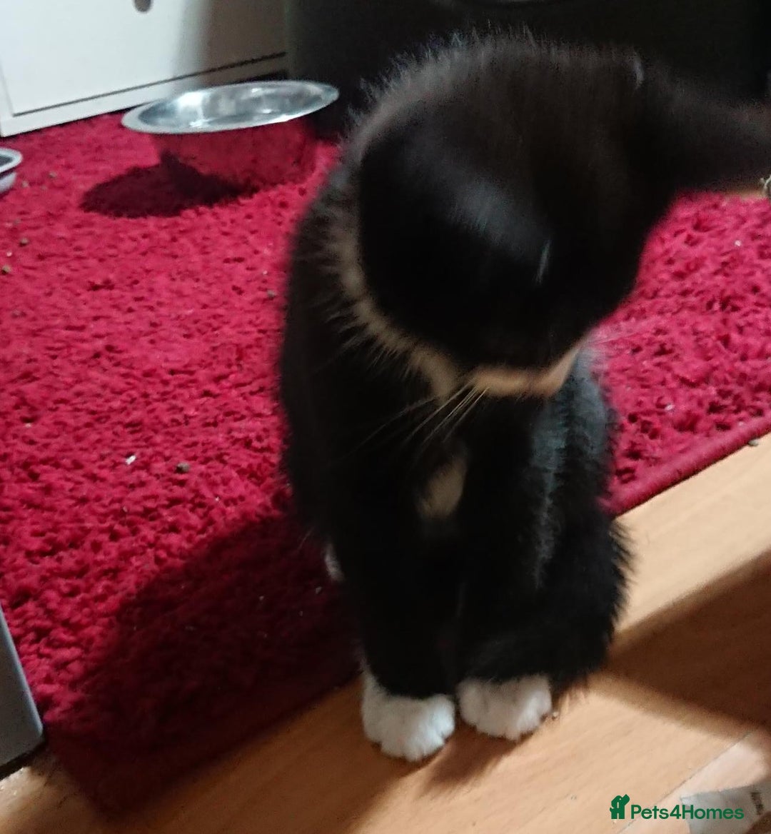 Mixed Breed cats for sale: Beautiful litter of 5 kittens 3 girls 2 boys - Advert 22