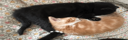British Shorthair cats for sale: Two black kittens, one with some white    in Bristol - Advert 7