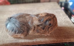 Guinea Pig rodents for sale: Purebred guineapigs - Image 3